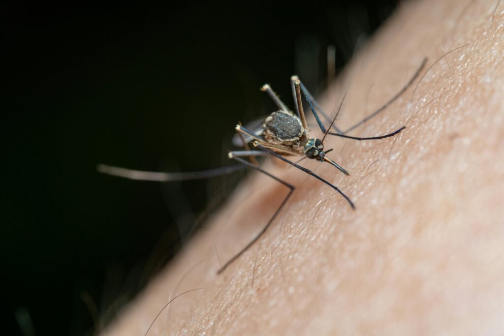 Finding Balance Overcoming Chikungunya Pain with Acupuncture 2 Chickungunia Mosquito Bite